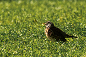 Fieldfare (Turdus pilaris) sitting in the grass