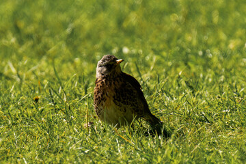 Fieldfare (Turdus pilaris) sitting in the grass