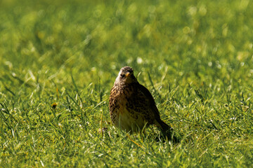 Fieldfare (Turdus pilaris) sitting in the grass