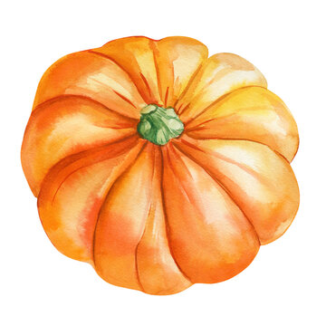recommend clip art: Ripe pumpkin watercolor isolated on background. Hand drawing fall harvest gourd. colorful Vegetable illustration