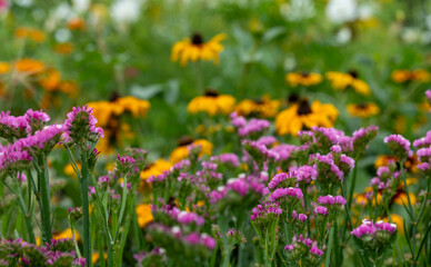 Variety of bee-friendly colourful wild flowers including cornflowers, poppies, daisies and marigold, growing at Wisley garden, Surrey, UK. 