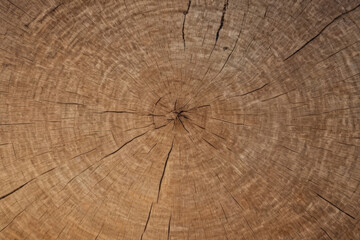 Fototapeta premium Background of a sanded wood cut, top view