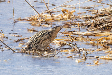 Eurasian bittern