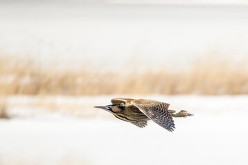 Eurasian bittern