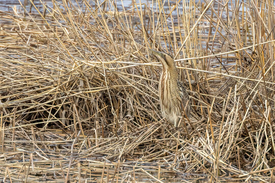 Eurasian bittern