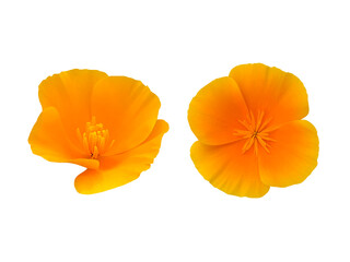 オレンジ色のカリフォルニアポピーの花