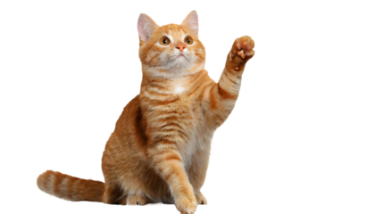 ginger cat stands on its hind legs and reaches up isolated on white background. Generative AI.