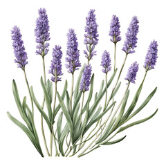 Naklejka premium Ilustração de lavanda.