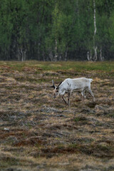 Obraz premium Reindeer or caribou (Rangifer tarandus) walking