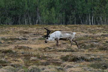 Reindeer or caribou (Rangifer tarandus) walking