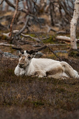 Reindeer or caribou (Rangifer tarandus) laying in the grass