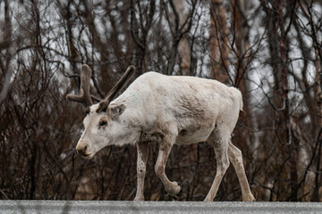 Reindeer or caribou (Rangifer tarandus) walking