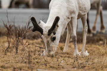 Reindeer or caribou (Rangifer tarandus) eating grass