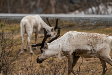 Reindeer or caribou (Rangifer tarandus) walking