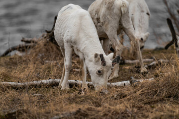 Fototapeta premium Reindeer or caribou (Rangifer tarandus) eating grass