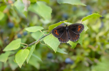 The Scotch argus ( Erebia aethiops ), brown butterfly.