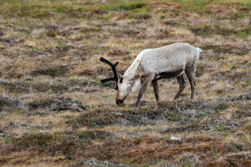 Reindeer or caribou (Rangifer tarandus) eating grass
