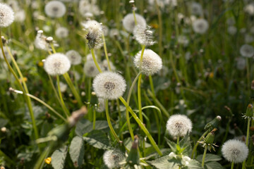 Plants in the forest. Nature in summer. Forest thicket.