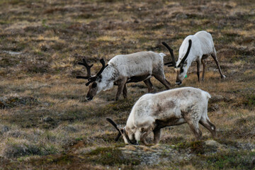 Reindeer or caribou (Rangifer tarandus) walking
