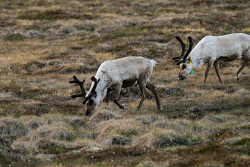 Reindeer or caribou (Rangifer tarandus) eating grass