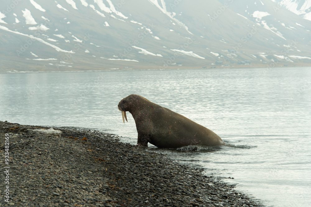 Wall mural Morse, Odobenus rosmarus, Spitzberg, Svalbard, Norvège