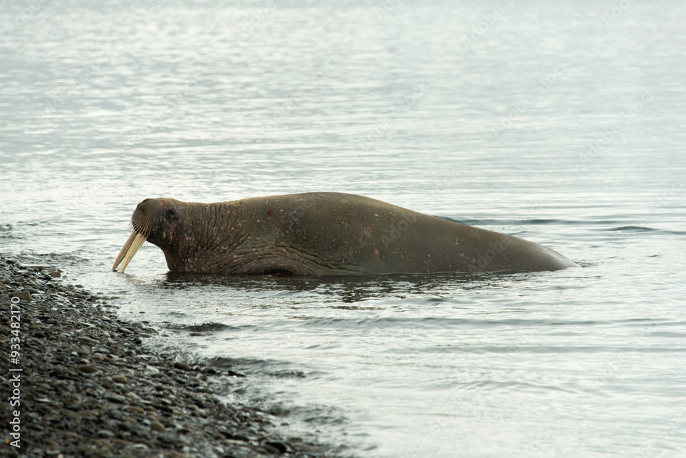 Canvas Prints Morse, Odobenus rosmarus, Spitzberg, Svalbard, Norvège