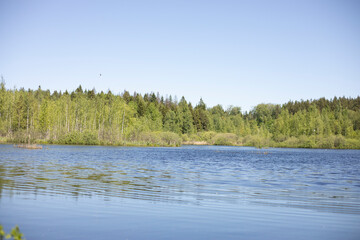 A lake in the forest. Blue water. Forest on the horizon. Natural landscape.