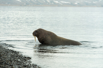 Naklejka premium Morse, Odobenus rosmarus, Spitzberg, Svalbard, Norvège