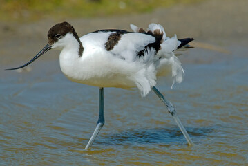 Avocette élégante, Recurvirostra avosetta, Pied Avocet