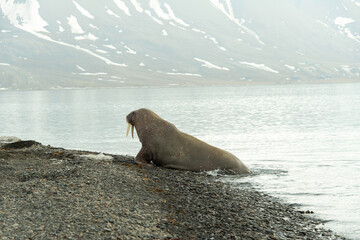 Morse, Odobenus rosmarus, Spitzberg, Svalbard, Norvège