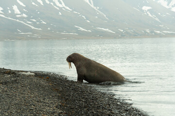 Morse, Odobenus rosmarus, Spitzberg, Svalbard, Norvège