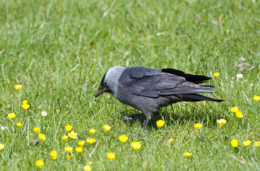 Choucas des tours,.Coloeus monedula , Western Jackdaw