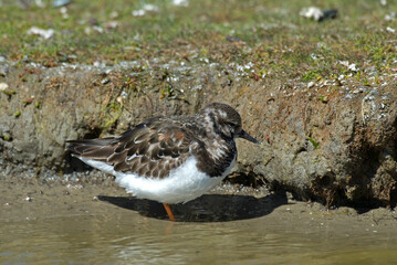 Tournepierre à collier,.Arenaria interpres , Ruddy Turnstone