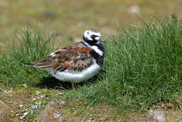Tournepierre à collier,.Arenaria interpres , Ruddy Turnstone