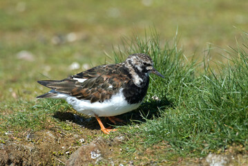 Tournepierre à collier,.Arenaria interpres , Ruddy Turnstone