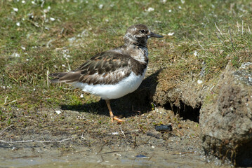 Tournepierre à collier,.Arenaria interpres , Ruddy Turnstone