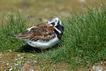 Tournepierre à collier,.Arenaria interpres , Ruddy Turnstone