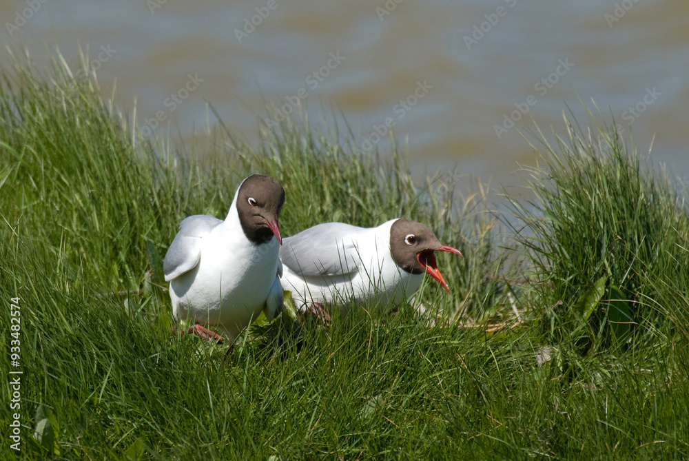 Canvas Prints Mouette rieuse, nid,.Chroicocephalus ridibundus, Black headed Gull