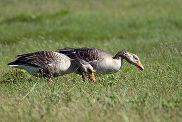 Oie cendrée, Anser anser, Greylag Goose