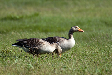 Oie cendrée, Anser anser, Greylag Goose