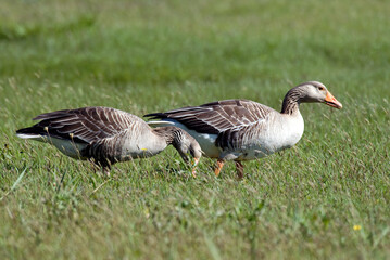 Oie cendrée, Anser anser, Greylag Goose