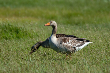 Oie cendrée, Anser anser, Greylag Goose