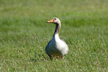 Obraz premium Oie cendrée, Anser anser, Greylag Goose