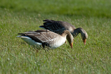 Oie cendrée, Anser anser, Greylag Goose