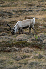 Reindeer or caribou (Rangifer tarandus) eating grass