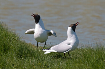 Mouette rieuse, parade,.Chroicocephalus ridibundus, Black headed Gull