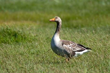 Oie cendrée, Anser anser, Greylag Goose