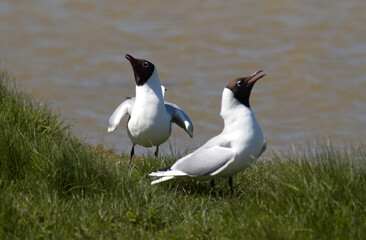 Mouette rieuse, parade,.Chroicocephalus ridibundus, Black headed Gull