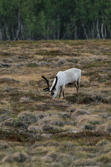 Reindeer or caribou (Rangifer tarandus) eating grass