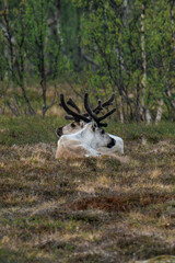 Reindeer or caribou (Rangifer tarandus) laying in the grass